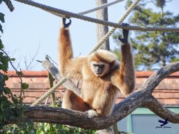 Tiergarten Schönbrunn am 05.03.2026